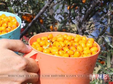 Чацарганы баяр ес дэх жилдээ боллоо
