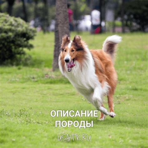КОЛЛИ: Фото, описание, характер, цена собаки, отзывы
