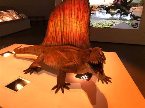 HMNS - Model of a Dimetrodon by PeachLover94 on DeviantArt