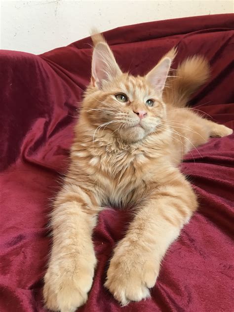 29 Best Pictures Maine Coon Kittens Jackson Mi - 2717 best images about