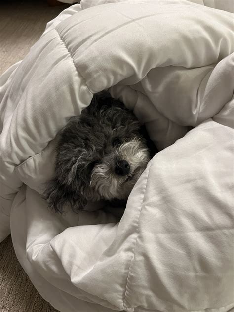 neonpuddles on Twitter: "snug life https://t.co/Vx6IK5gwuf" / Twitter