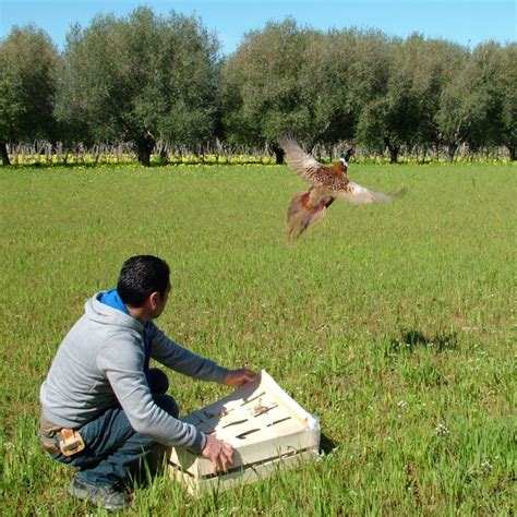 Il cacciatore vive la natura e soprattutto la tutela – Tropeaedintorni.it