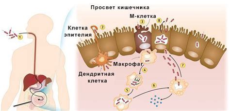 Сальмонеллез: причины, симптомы и лечение в статье инфекциониста ...