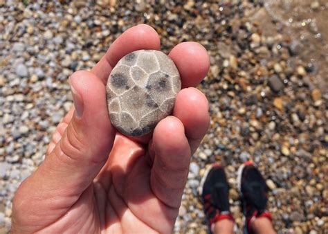 The Legend of the Petoskey Stone | Petoskey Stone Tile & More