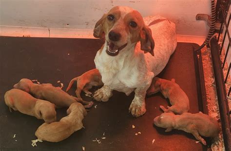 Mini Dachshunds Ready For Christmas | America's Pet Registry