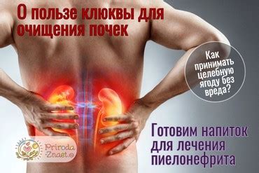 Вяленая клюква: полезные свойства и противопоказания