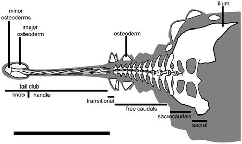 Анкилозавр Ankylosaurus — Динопедия
