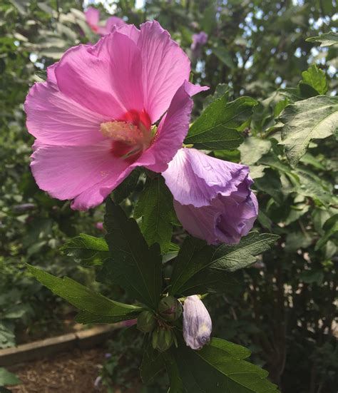 Hibiscus for Iowa Gardens | Yard and Garden