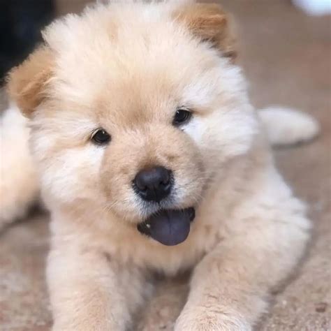 Chow Chow Filhote Para Doação - Filhote de Chow-Chow disponível para adoção - Cachorros - Água Branca ...