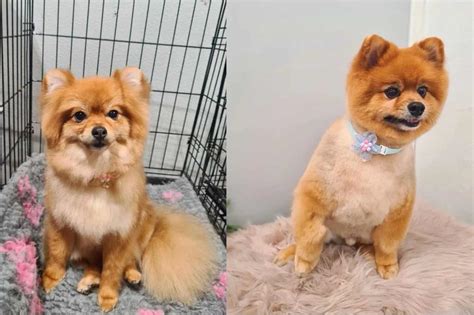 pomeranian haircuts    explora madeira