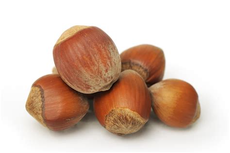 Nut Stock Photo - Download Image Now - Biology, Brown, Close-up - iStock
