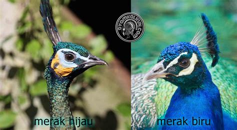 Perbedaan Merak Biru Dengan Burung Merak Hijau | Ayamkalkun.com