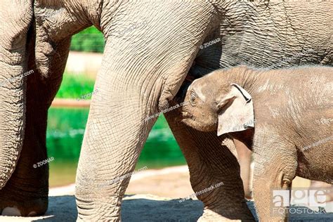 Baby elephant in zoo, Stock Photo, Picture And Rights Managed Image ...