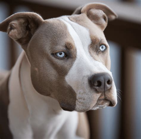 Deaf White Pit Bull With Blue Eyes Adopted Best Friends, 43% OFF