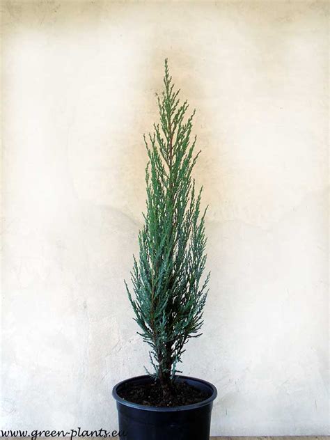 Юниперус Синя Стрела (Juniperus scopulorum Blue Arrow) - Разсадник Хевис