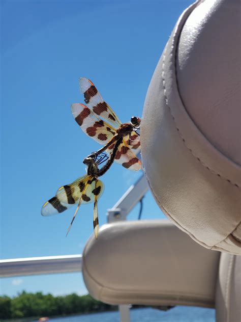 Sex on the boat : r/InsectPorn