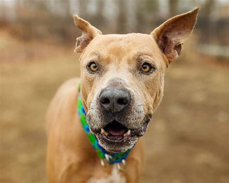 Save A Life Enhance Yours Craigslist Nh Pets Waiting To Transform Your World