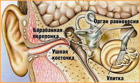 Картинка для детей ухо (5 фото) 🔥 BipBap.ru
