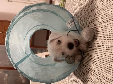 Schnauzer Nano Bianco cuccioli Maschio e Femmina - Brescia, Lombardia ...
