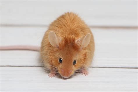 7 Types of Pet Mice Varieties (With Info & Pictures) | PangoVet