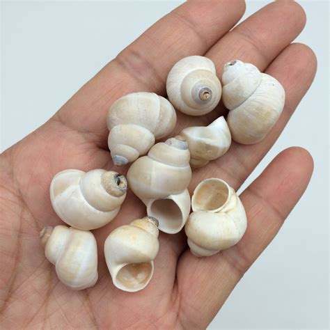 marine snail shells