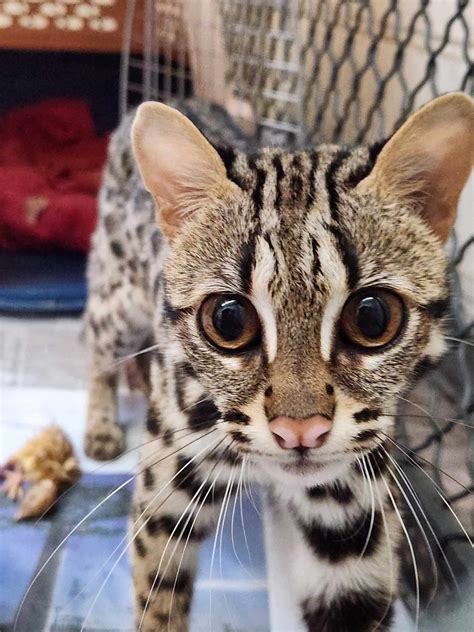 Asian Leopard Cats: A Wild Treasure Tainted by the Pet Trade - Carolina