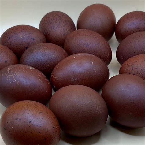 Black Copper Marans Hatching Eggs | Burberry Homestead