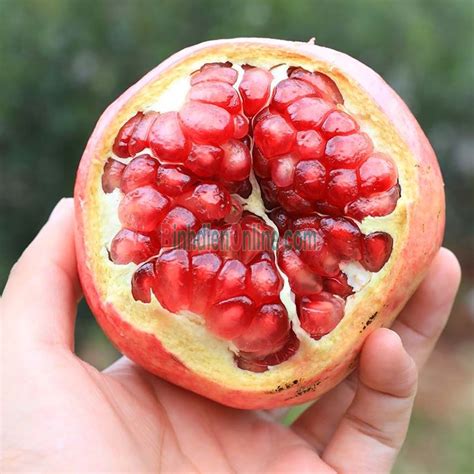 luu  mong nuoc nhap khau loai