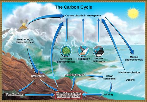 biogeochemical cycles openstax biology