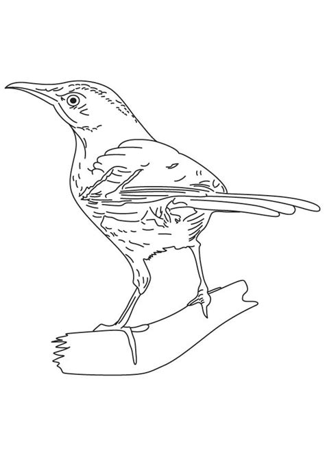 Bird Brown Thrasher Page Coloring Pages