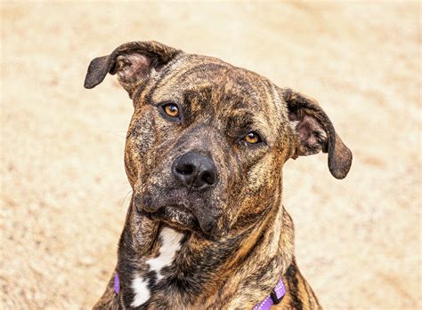 Brindle dog Photograph by Valerie Loop - Pixels