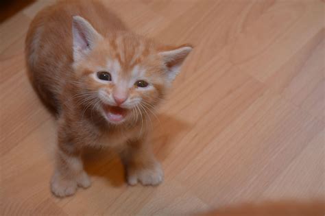 One of our polydactyl foster kittens was not a fan of the camera : r/aww