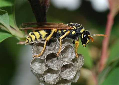 How to Get Rid of European Paper Wasps: Control, Facts, etc.