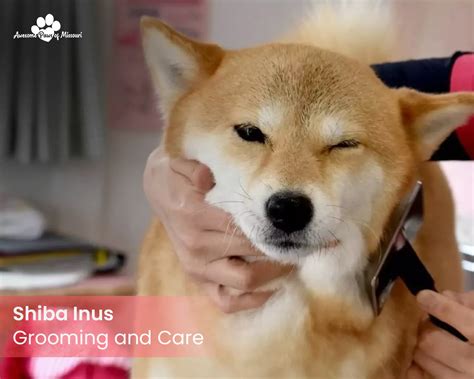 ultimate guide  shiba inu puppies