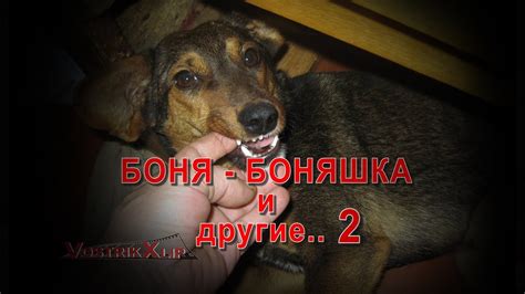 Боня Боняшка и другие 2 - YouTube