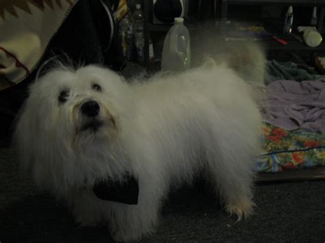 training  dog   soft personality hubpages