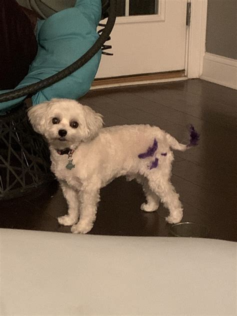 happy halloween from my baby and i! : r/Maltese
