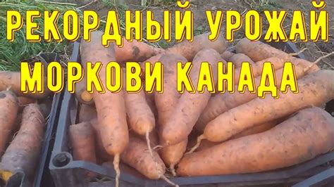 Морковь Канада и Скарла. Рекордный урожай Канады! - YouTube