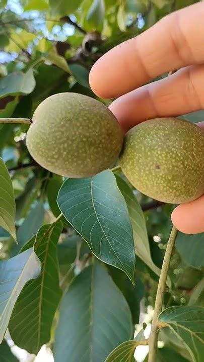 20 август 2024 г. Обикновен орех,Juglans regia,плодно д.,билка ...