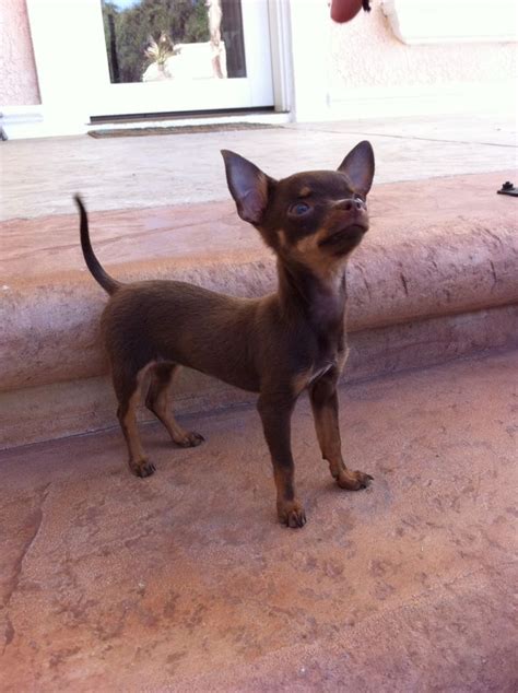 538 best images about Chihuahuas on Pinterest