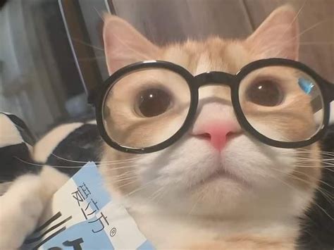 URM guys... | Orange cat, Cat memes, Funny cats
