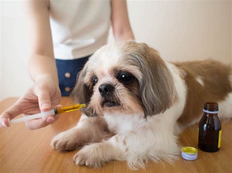 Shih Tzu Food Allergies – What You Need to Know - Raised Right - Human ...