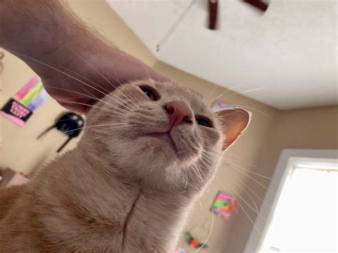 One orange brain cell rendered ineffective by head scritches : r/OneOrangeBraincell