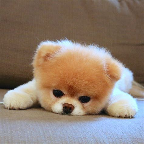 Los Perritos Mas Lindos Y Tiernos Del Mundo Youtube