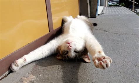 Продават снимки на котета-фотомодели благотворително за изграждане на ...