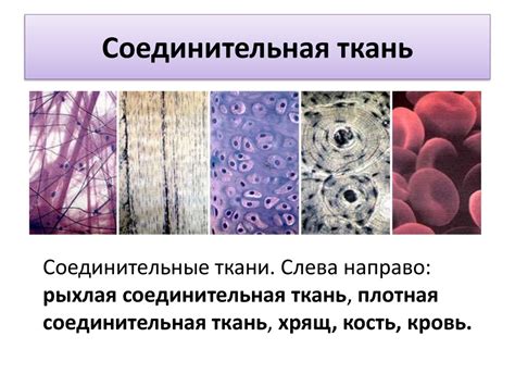 Ткани: определение, классификация, свойства, функции - презентация онлайн