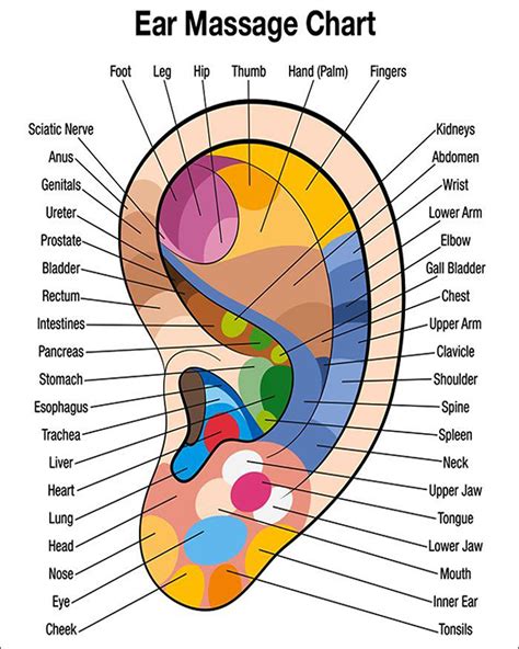 Foot Hand Ear Reflexology Charts Bundle 8 X 10 Digital Download - Etsy