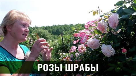 Парковые розы. Розы Шрабы. Сорта роз. - YouTube
