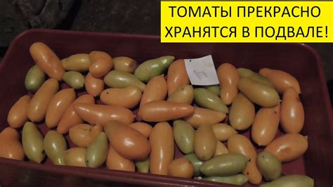 Как сохранить томаты зимой? Я храню томаты в подвале до Нового года ...
