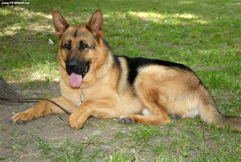 Slika pasa svih rasa | TT Group